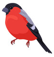 bullfinch icon winter bird european wild animal vector image
