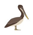 pelecanus occidentalis urinator - brown pelican vector image vector image
