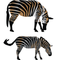 Two zebras Royalty Free Vector Image - VectorStock