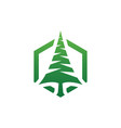 elegant pine tree in hexagon shape logo design vector image
