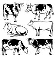 black and white cows set vector image