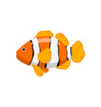 clown fish in cartoon style vector image
