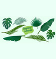 collection tropical leaves element vector image vector image