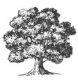 tree hand drawn realistic vector image