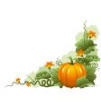 pumpkin vector image vector image