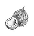 hand drawn coconut with half vector image vector image