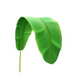 bend or curved banana plant wild tropical leaf vector image