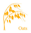 oat cereals vector image vector image