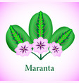 leaves and flowers marant isolated background vector image
