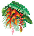 tropical plants and heliconia vector image