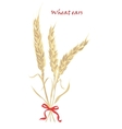 ears of wheat tied with red bow on white vector image