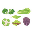 set cabbage and lettuce vegetable green vector image