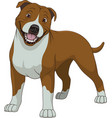 funny purebred staffordshire bull terrier vector image