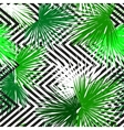 tropical palm leaves seamless background vector image
