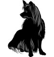 dog papillon butterfly vector image vector image