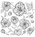 set isolated peony flowers vector image vector image