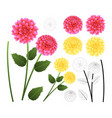 pink and yellow dahlia with outline vector image
