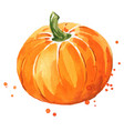 ripe pumpkin watercolor hand painted vector image