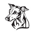 decorative portrait of dog italian greyhound vector image