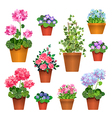 room flowers vs vector image vector image