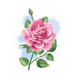 rink rose on stem in watercolor style and splashes vector image vector image