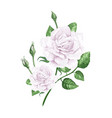 white rose on stem in watercolor style vector image vector image