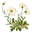 hand drawn colorful bouquet of chamomile flowers vector image