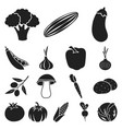 different kinds of vegetables black icons in set vector image