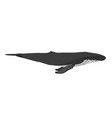 megaptera novaeangliae - humpback whale vector image vector image