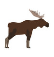 alces - moose - male - side view vector image vector image