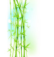 bamboo green asian trees on white background vector image