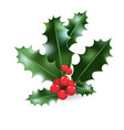 holly green leaves vector image