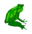 bright green big frog drawing isolated vector image vector image