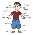 Body parts diagram poster Royalty Free Vector Image