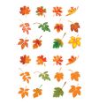 leaves vector image