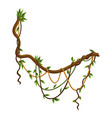twisted wild lianas branches banner jungle vine vector image vector image