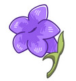 violet lavender flower blooming flora decoration vector image