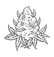 weed leaf plant medicinal hemp monochrom vector image vector image