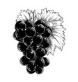 hand drawn sketch of grapes in black isolated vector image vector image