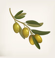 realistic olive tree branch berries or fruits vector image