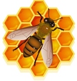 bee with honeycomb vector image