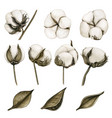 watercolor realistic set of cotton flowers vector image vector image