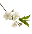 cherry flowers vector image