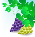 corner decoration with grapes vector image