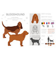 bloodhound dog clipart all coat colors set vector image vector image