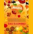 autumn harvest banner with fall leaf pumpkin vector image