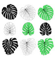 monstera leaves set vector image