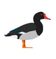 netta peposaca - rosy-billed pochard - male - flat vector image vector image