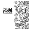 wild flowers drawing set isolated meadow vector image