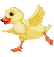 baby duck vector image